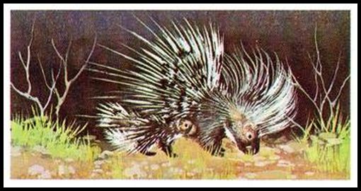 76BBWW 31 Crested Porcupine.jpg
